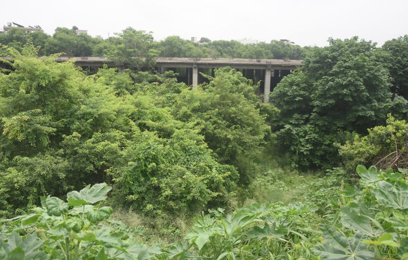 "Ludhiana City Centre Project खंडहर, टूटा हुआ ढांचा और फैली हुई झाड़ियां"