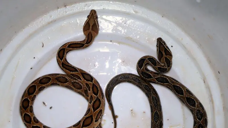 Dead Snake