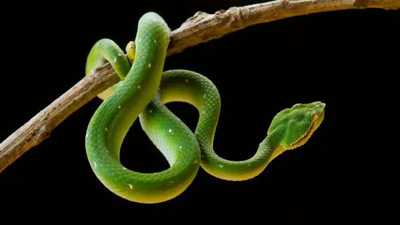 Dead Snake